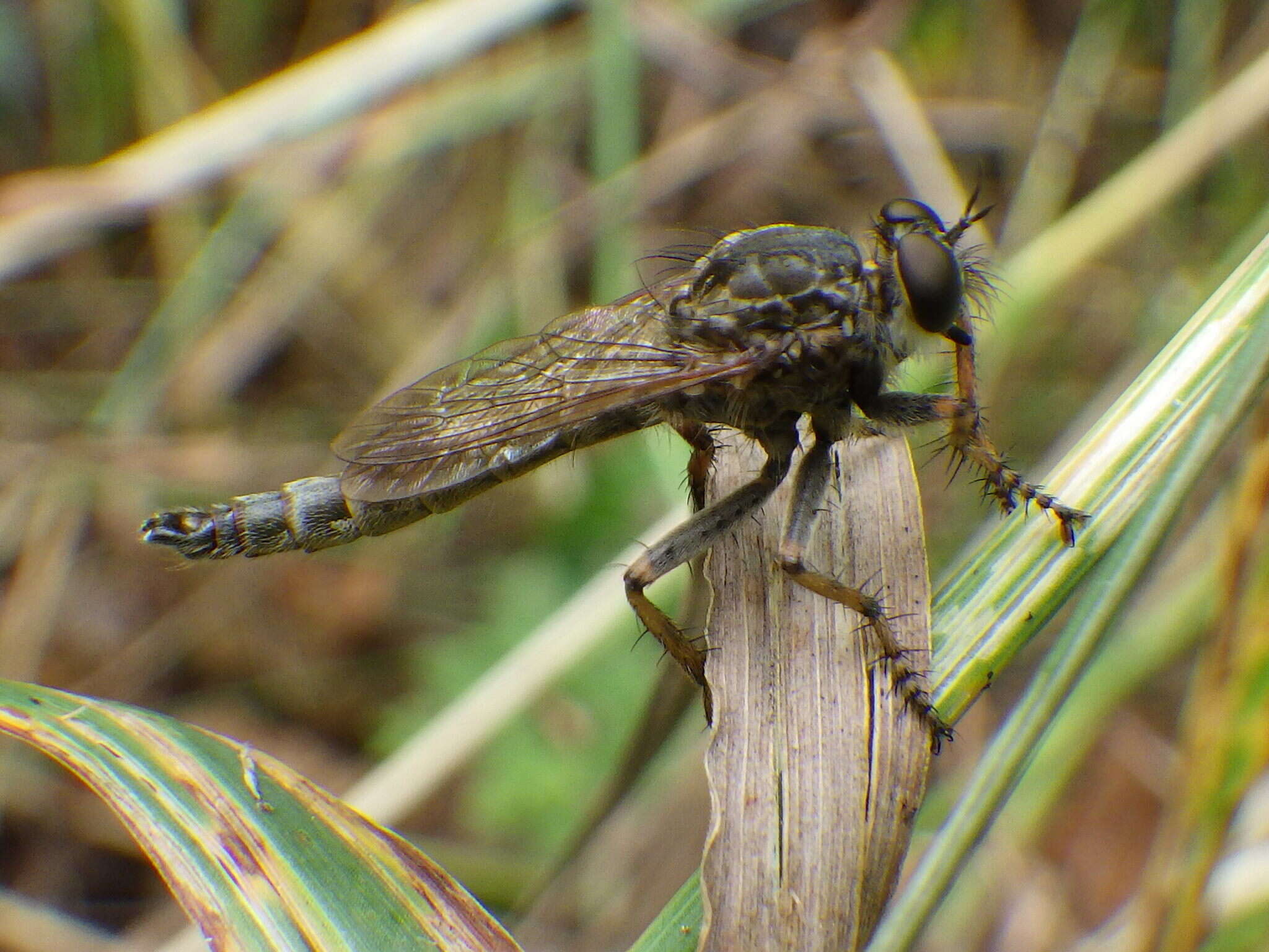 Image of Machimus snowii (Hine 1909)