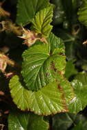 Image of Creeping Bramble