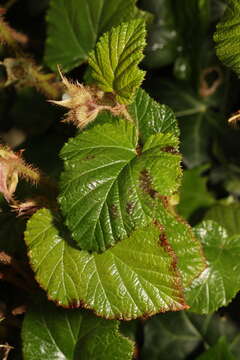 Image of Creeping Bramble