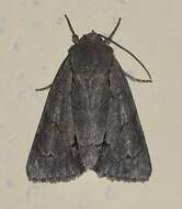 Image of Triton Dagger Moth