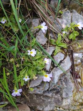 Image of Pinguicula crystallina subsp. hirtiflora (Ten.) A. Strid