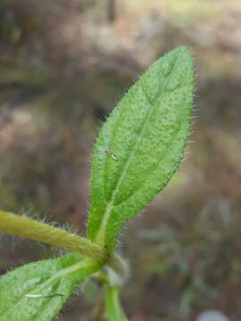 Image of Rayless Sunflower