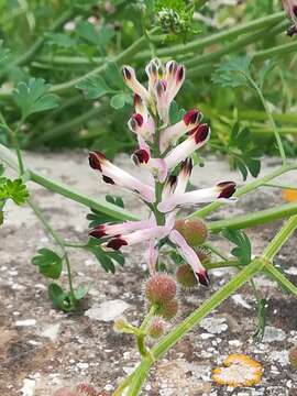 Imagem de Fumaria flabellata Gasparr.