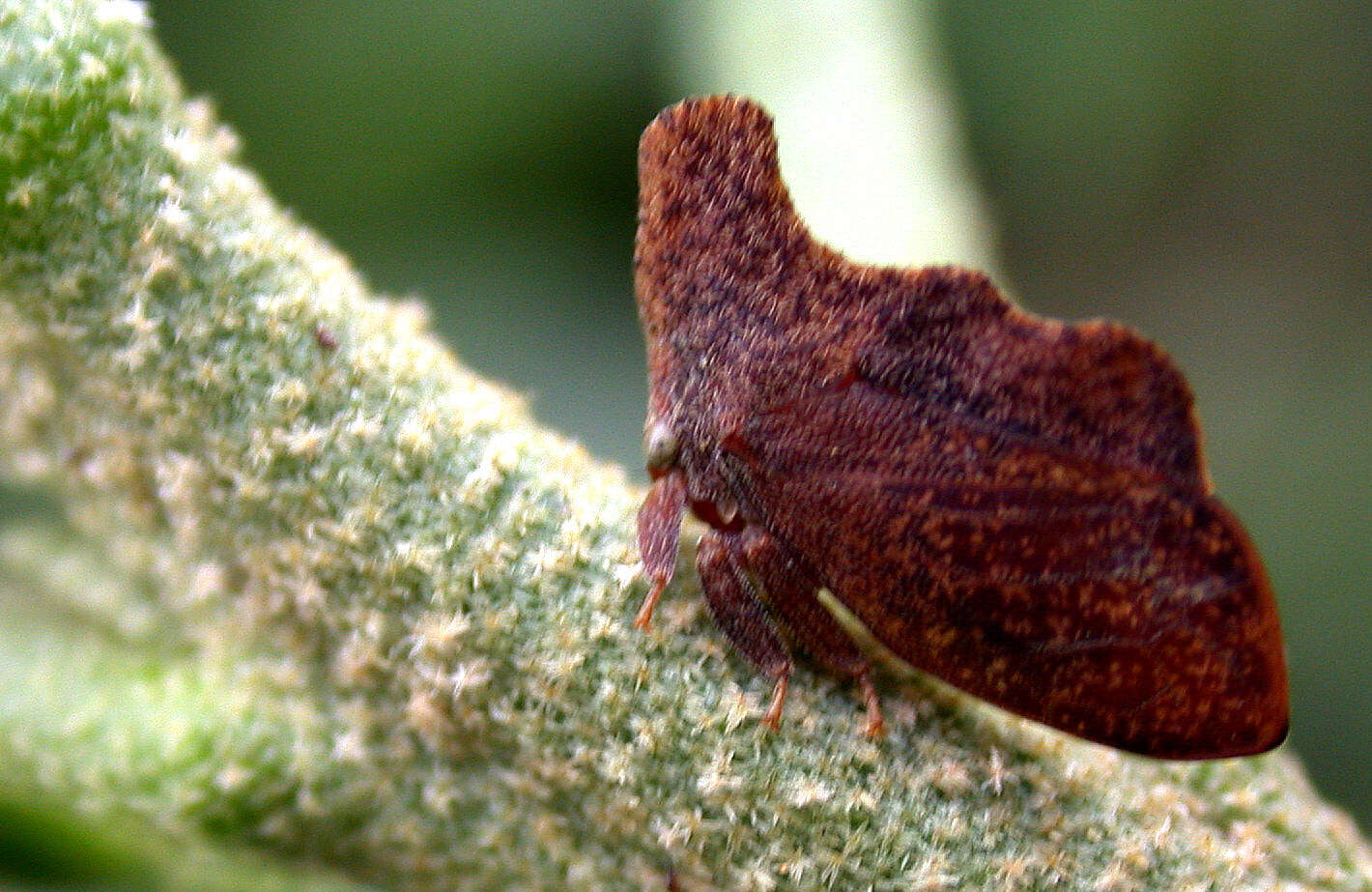 Image of Stegaspis fronditia Linnaeus 1758