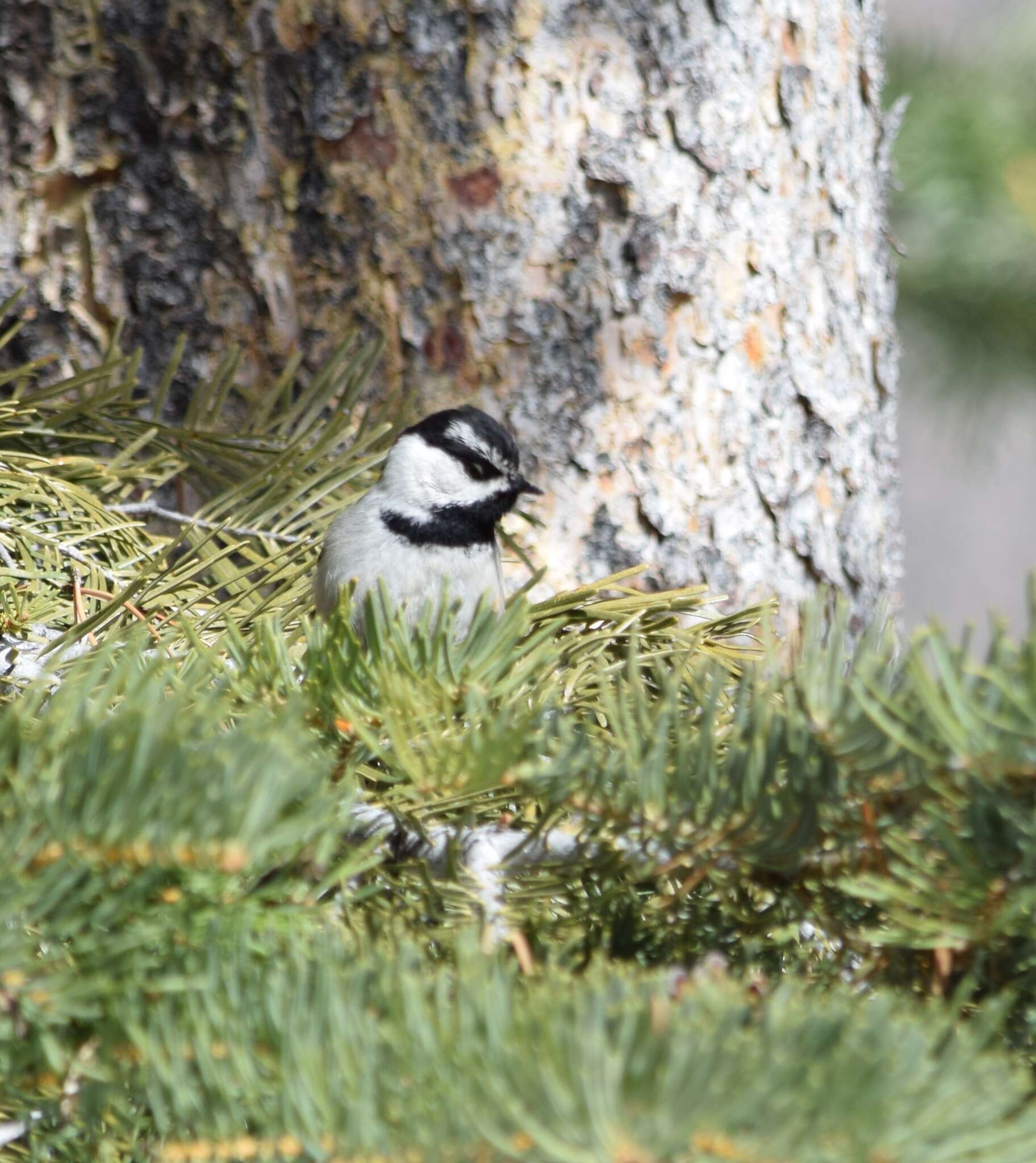 Image of Mountain Chickadee