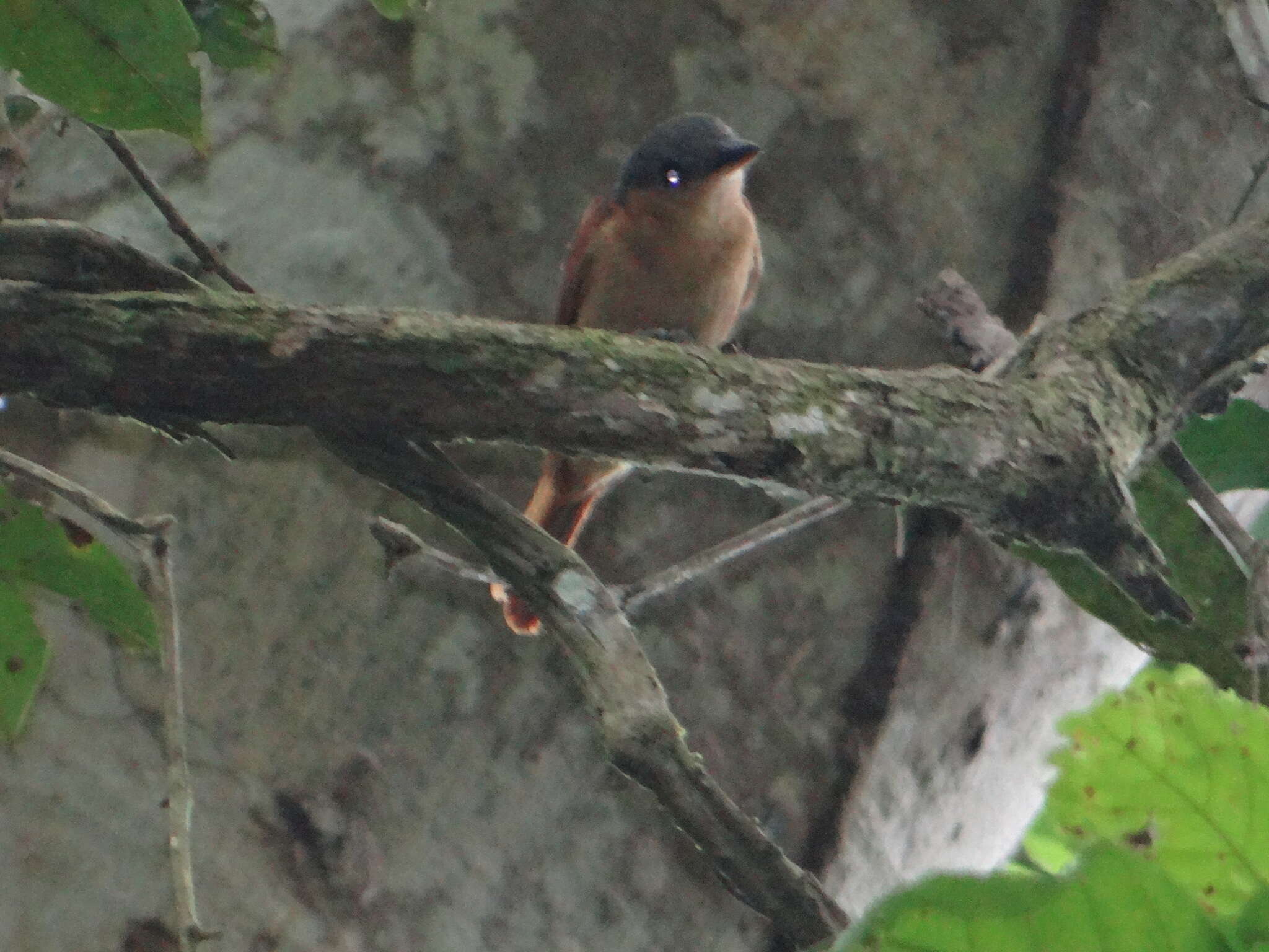 Image of Pink-throated Becard