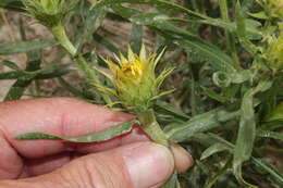 صورة Oonopsis foliosa (Torr. & A. Gray) Greene