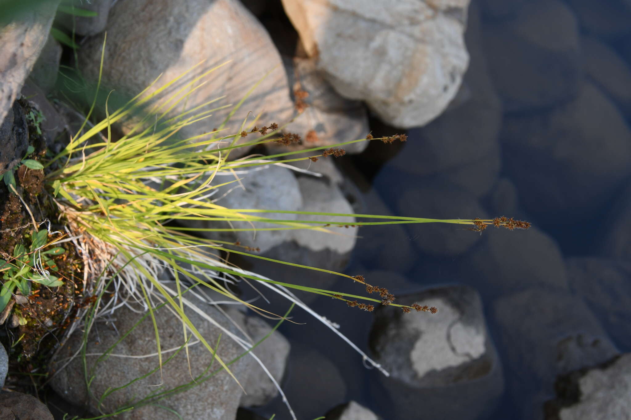 Image of Lapland Sedge