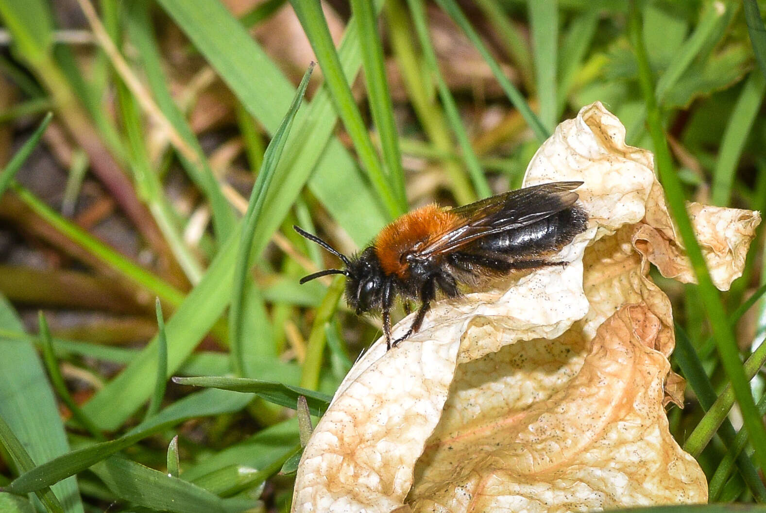 Image of Andrena lapponica Zetterstedt 1838