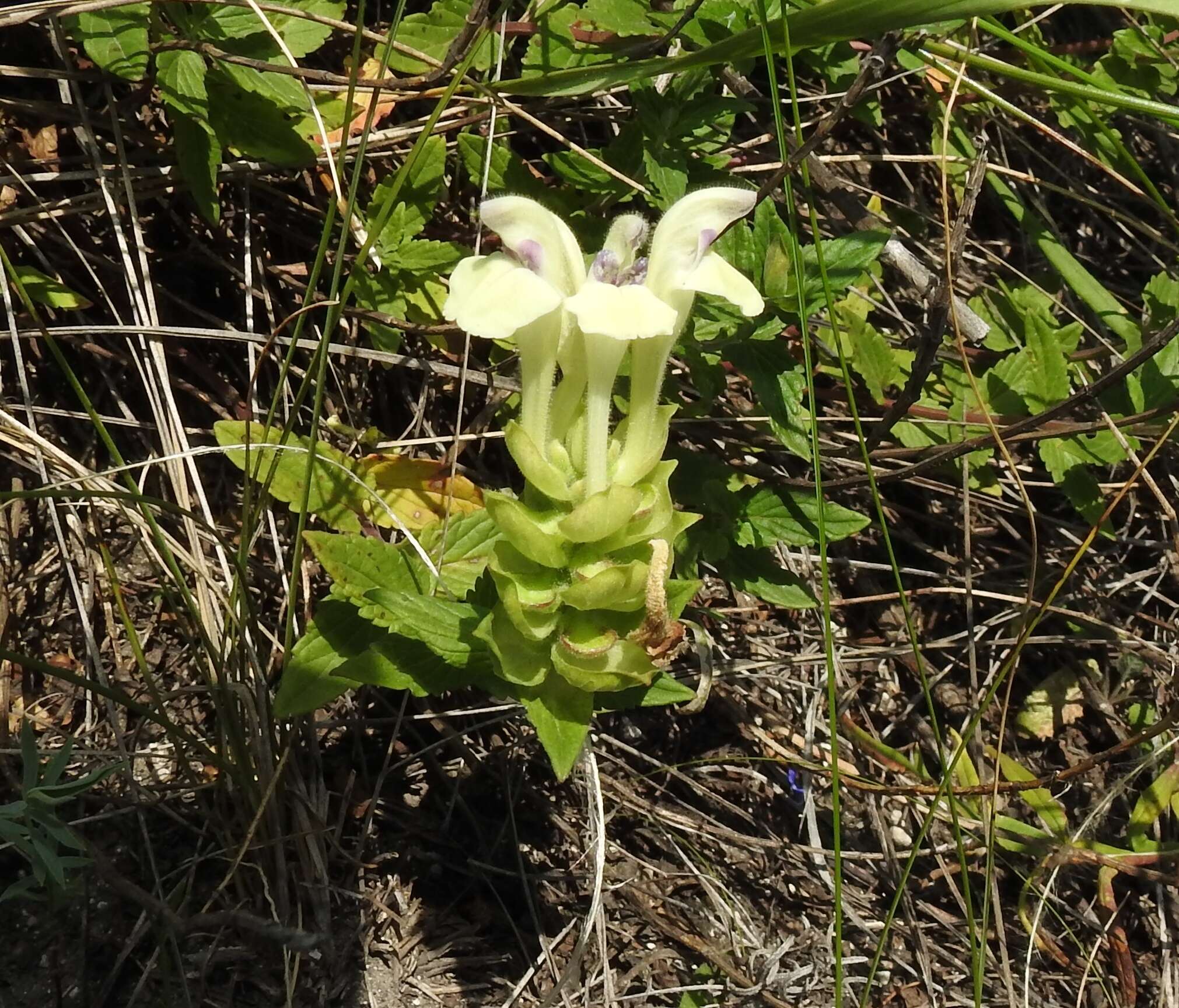 Scutellaria supina L.的圖片