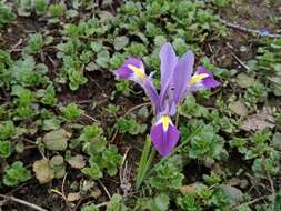 Image of Iris kolpakowskiana subsp. kolpakowskiana