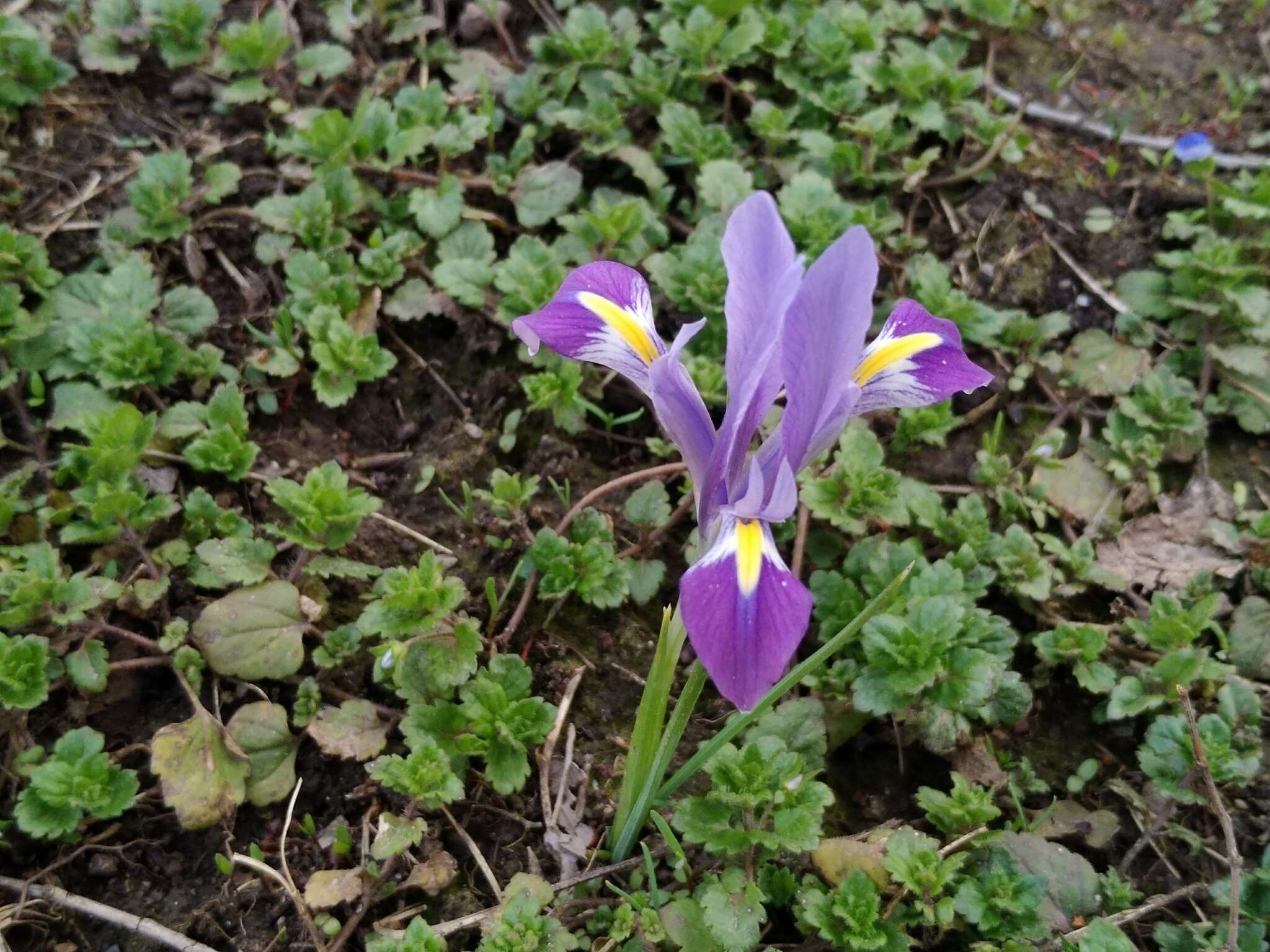 Слика од Iris kolpakowskiana subsp. kolpakowskiana