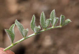 Imagem de Astragalus andersonii A. Gray