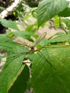 Image of Cranefly