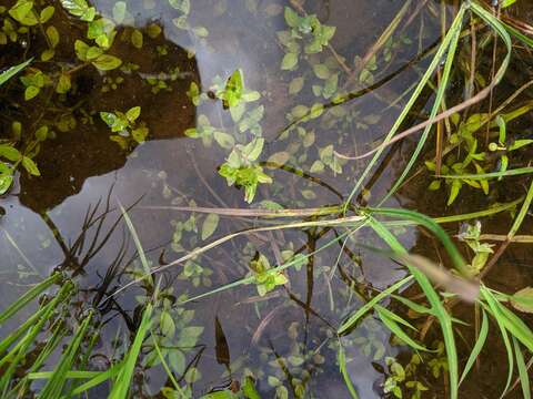 Image of yellowseed false pimpernel