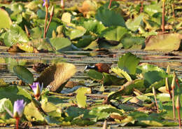 Image of Madagascan Jacana