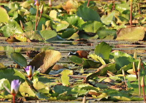 Image of Madagascan Jacana