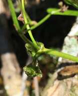 Imagem de Sagittaria subulata (L.) Buchenau