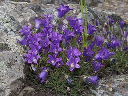 Image of Campanula saxifraga subsp. aucheri (A. DC.) Ogan.