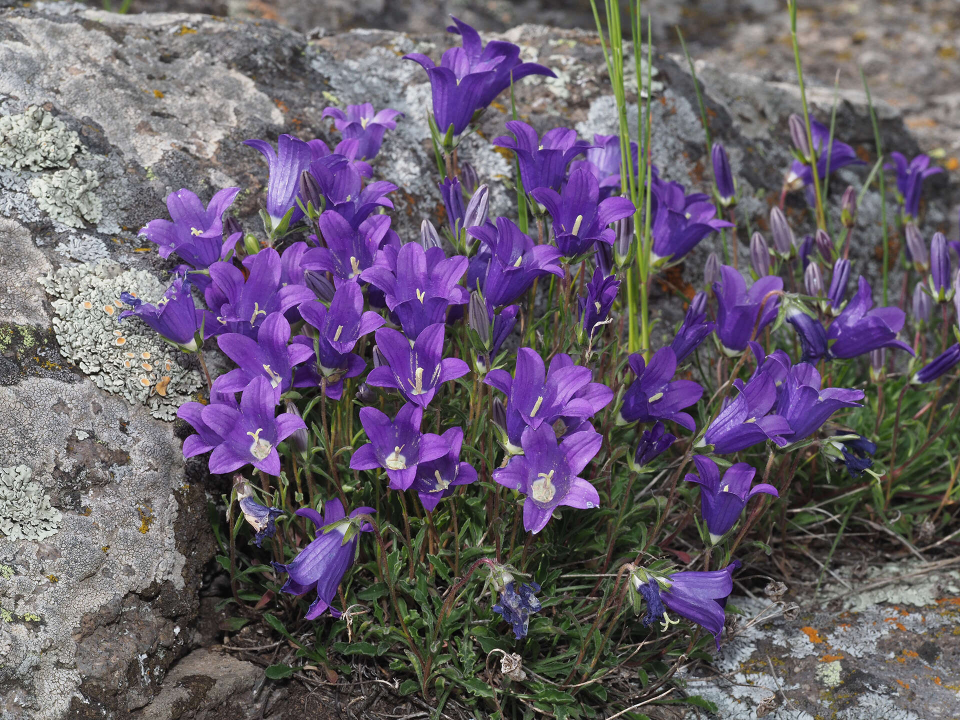 Image of Campanula saxifraga subsp. aucheri (A. DC.) Ogan.