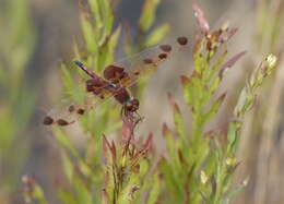 Слика од Celithemis elisa (Hagen 1861)