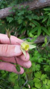 Image of Aquilegia buergeriana Sieb. & Zucc.