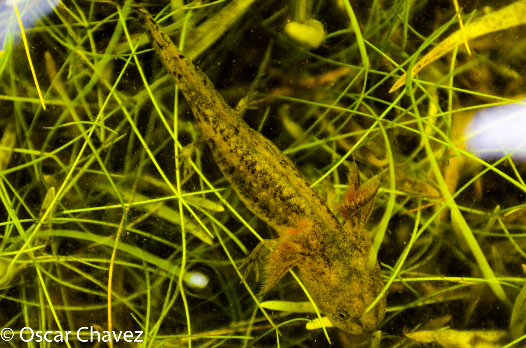 Image of Ambystoma granulosum Taylor 1944