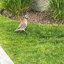 Image of Alectoris chukar chukar (Gray & JE 1830)