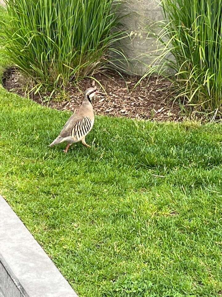 Image of Alectoris chukar chukar (Gray & JE 1830)