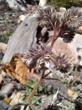 Phacelia mutabilis Greene的圖片