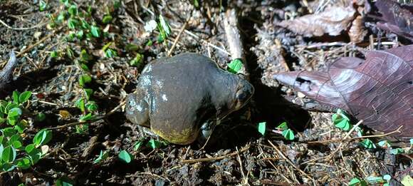 Image of Indian balloon frog