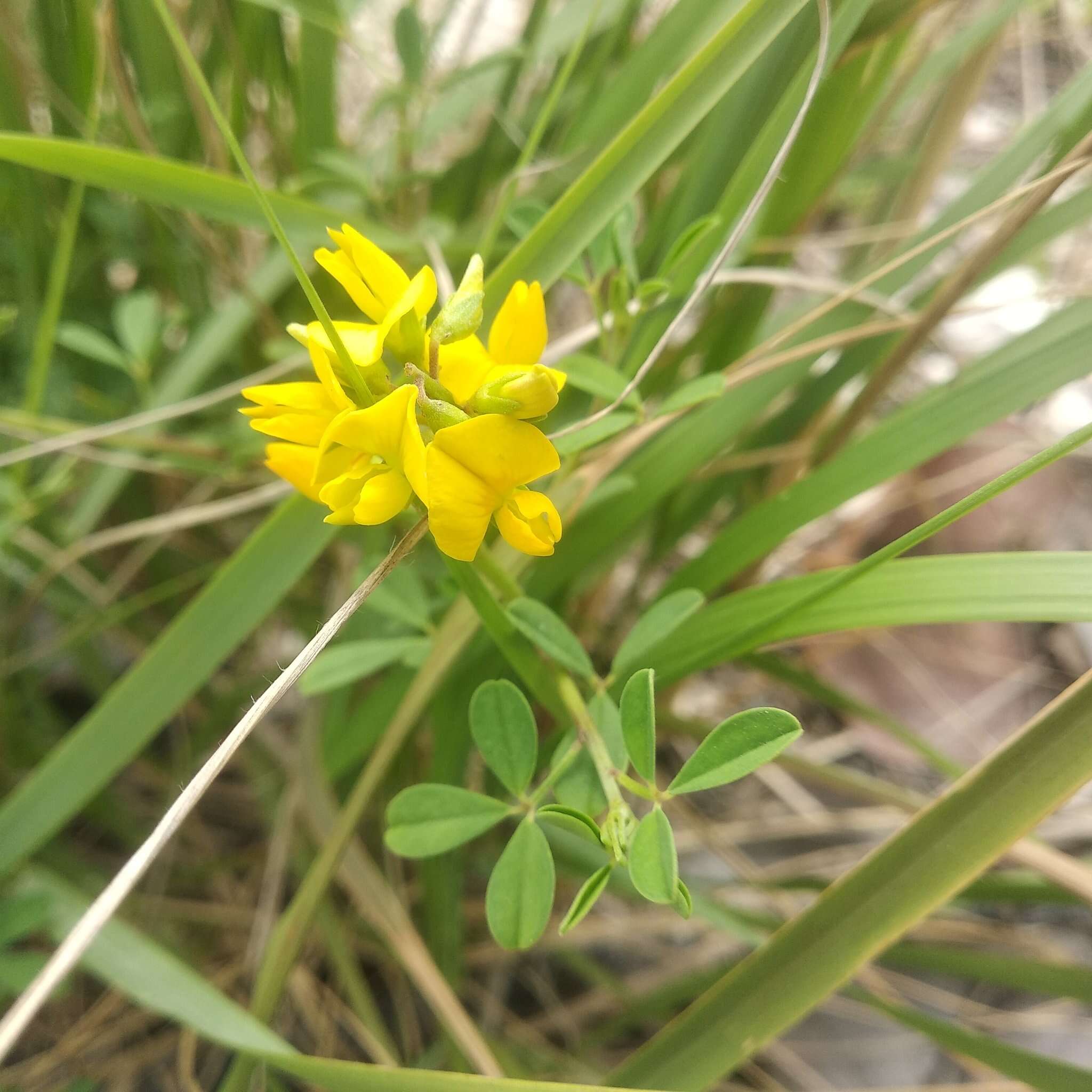 Image of longbeak rattlebox