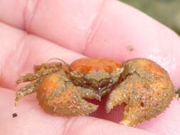 Image of pubescent porcelain crab