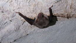 Image of Lesser Mouse-eared Bat