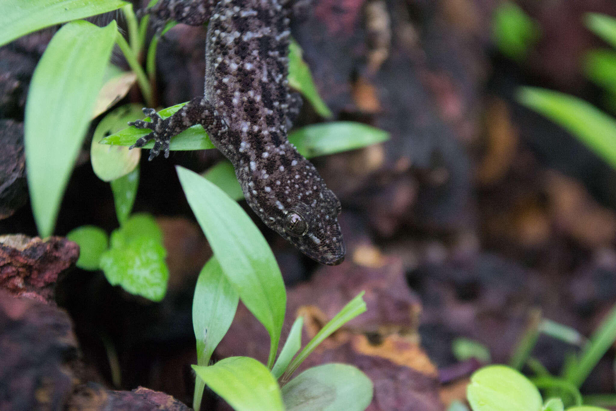 Image of Hemidactylus varadgirii Chaitanya, Agarwal, Lajmi & Khandekar 2019