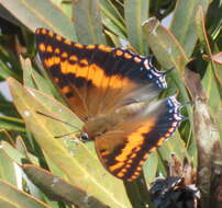 صورة Charaxes pelias