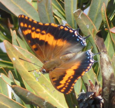 Imagem de Charaxes pelias