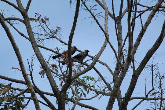 Image of Eastern Plantain-eater