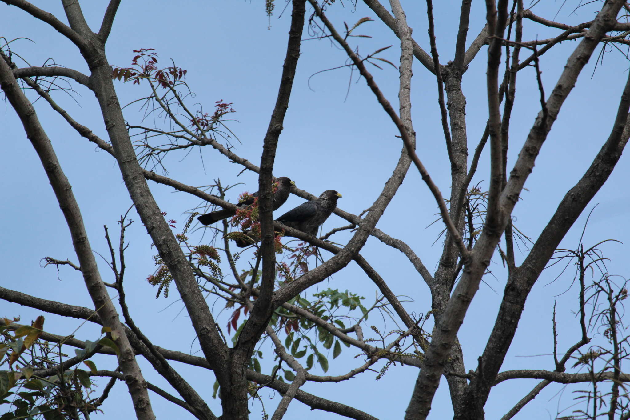 Image of Eastern Plantain-eater