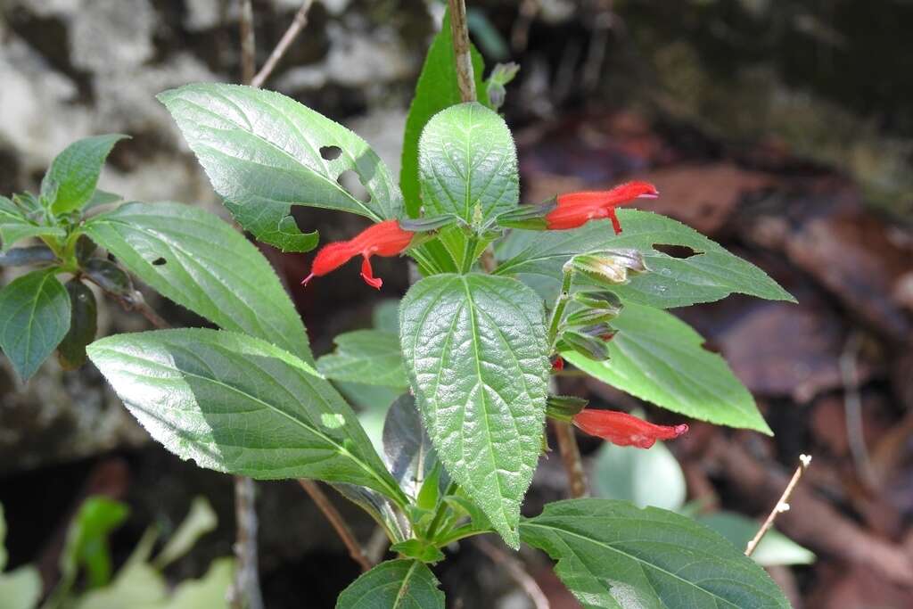 Image of Belize sage