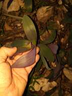 Слика од Tradescantia pallida (Rose) D. R. Hunt