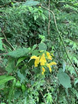 Image of Salvia nipponica Miq.