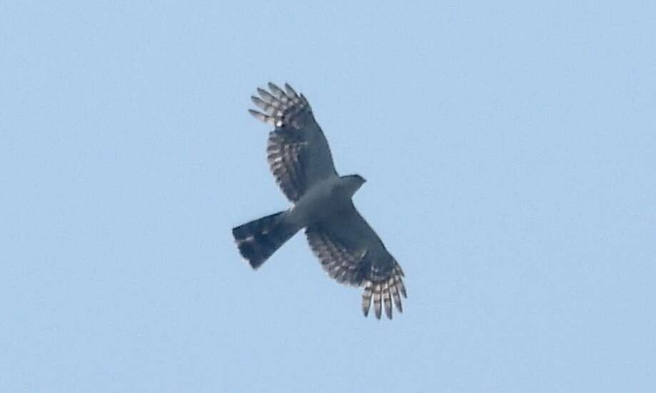 Image of <i>Accipiter striatus chionogaster</i>