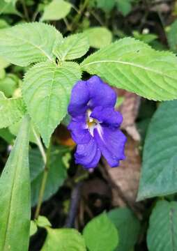 Image de Impatiens arguta Hook. fil. & Thoms.