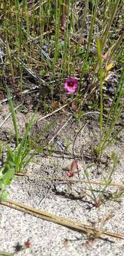 Image of Palomar monkeyflower