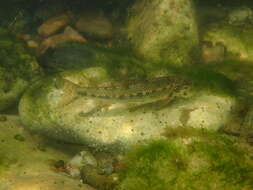 Image of Languedoc gudgeon