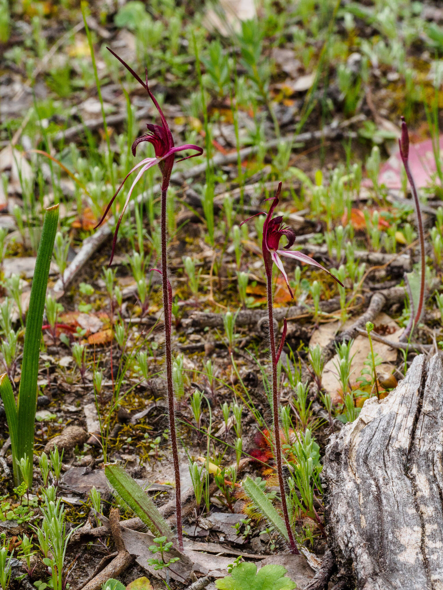 Imagem de Caladenia cruciformis D. L. Jones