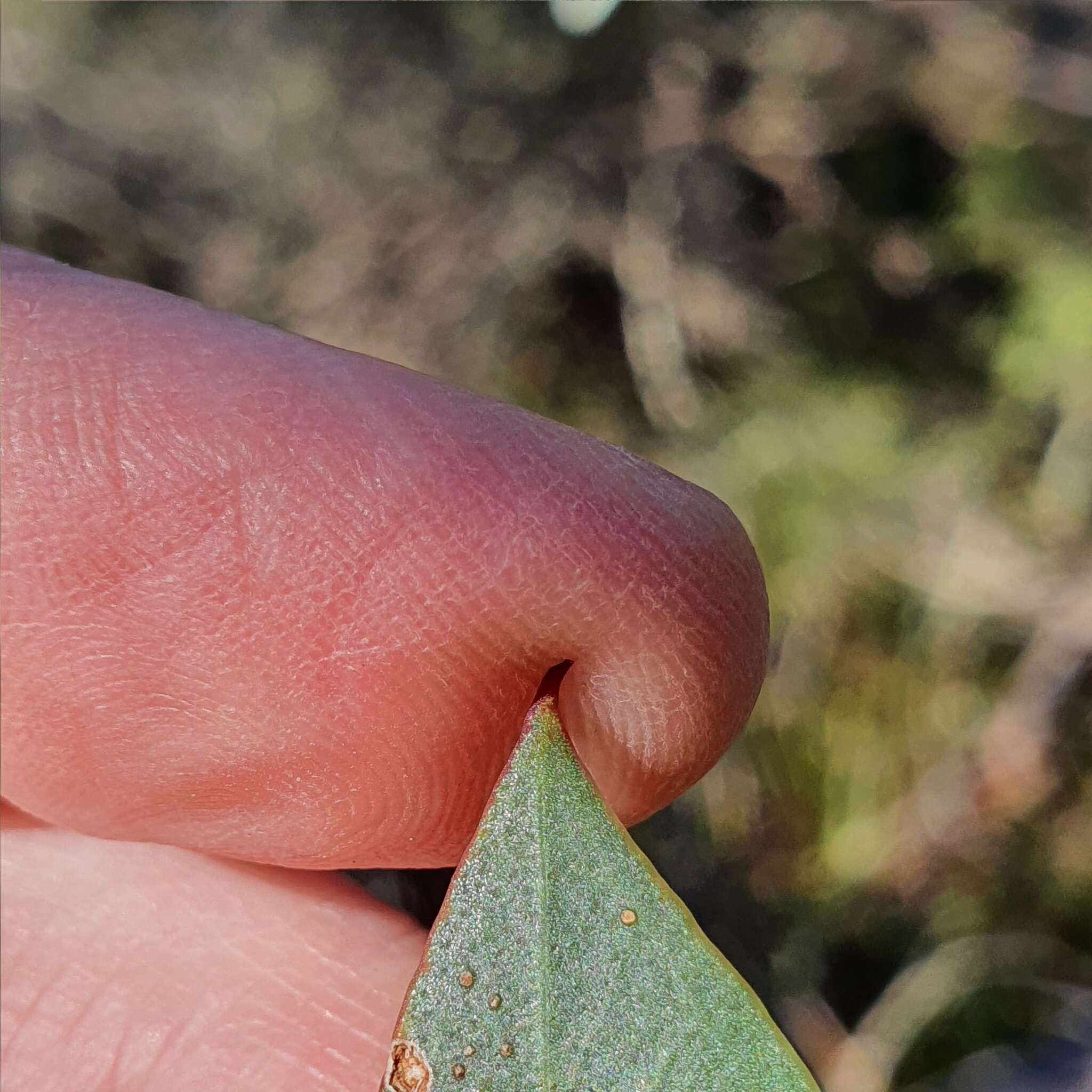 صورة Eucalyptus obstans L. A. S. Johnson & K. D. Hill