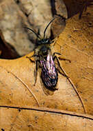 Image of Carlin's Andrena