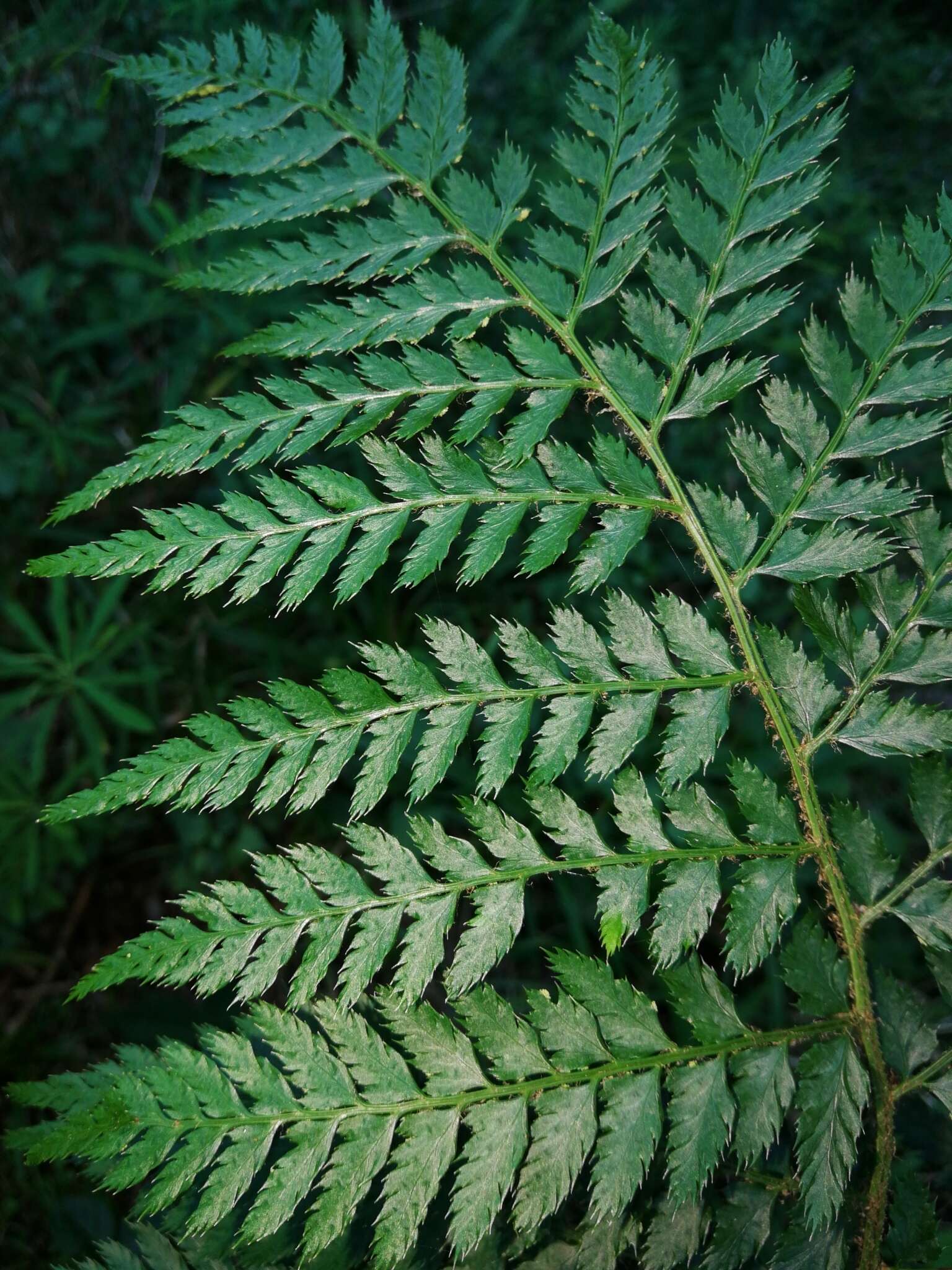 Image of Polystichum pungens (Kaulf.) C. Presl